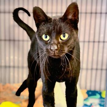 Rescue Domestic Short Hair Cats for Adoption in Enid, Oklahoma - Slick | PetCurious