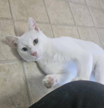 Rescue Domestic Short Hair Cats for Adoption in Melbourne, Florida - Ashes | PetCurious