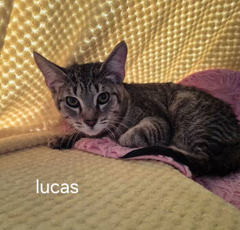 Rescue Domestic Short Hair Cats for Adoption in Oviedo, Florida - Lucus | PetCurious