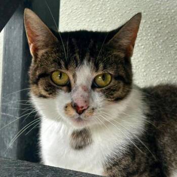 Sarabi -  Tabby Cat for Adoption in New Philadelphia, Ohio - Sarabi | PetCurious