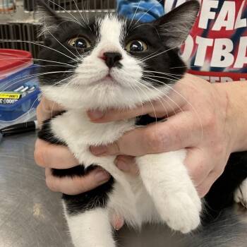 Kayla -  Domestic Short Hair Cat for Adoption in Buffalo, New York - Kayla | PetCurious