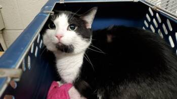 OLD FASHIONED -  Domestic Short Hair Cat for Adoption in Aurora, Illinois - OLD FASHIONED | PetCurious
