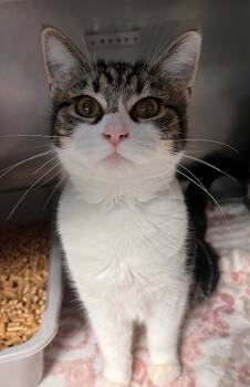 Rescue Domestic Short Hair Cats for Adoption in Huntington, Indiana - Lucy | PetCurious