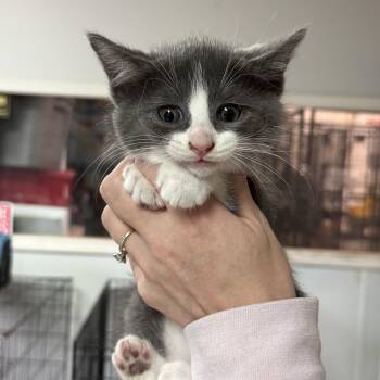 Domestic Short Hair Cats Available for Adoption in Columbia, South Carolina - Rubber Band | PetCurious