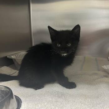 Hamilton -  Domestic Short Hair Cat for Adoption in Asheville, North Carolina - Hamilton | PetCurious