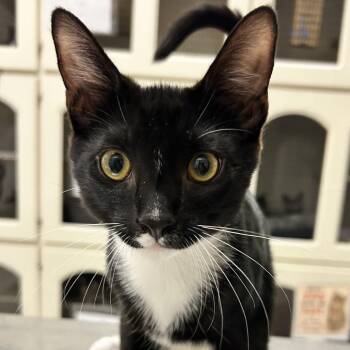 Penguin -  Domestic Short Hair Cat for Adoption in Redwood City, California - Penguin | PetCurious