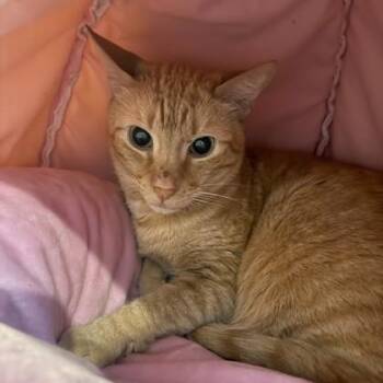 Domestic Short Hair Cats Available for Adoption in Richmond, Virginia - Brunswick | PetCurious