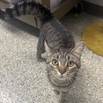 Gemini -  Domestic Short Hair Cat for Adoption in Cedar Rapids, Iowa - Gemini | PetCurious
