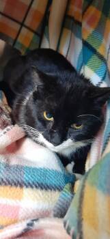 Domestic Short Hair Cats Available for Adoption in Georgetown, Ohio - Fred | PetCurious