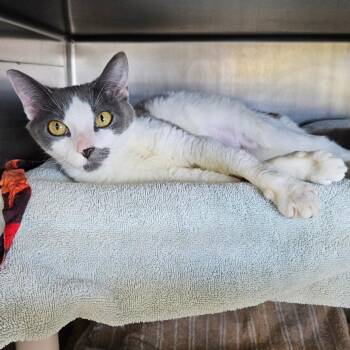 Terri -  Domestic Short Hair Cat for Adoption in Dover, New Hampshire - Terri | PetCurious