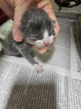 Domestic Short Hair Cats Available for Adoption in Thousand Palms, California - ISLA | PetCurious