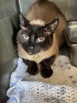 Siamese Cats Available for Adoption in Pine Grove, Pennsylvania - Smoke | PetCurious