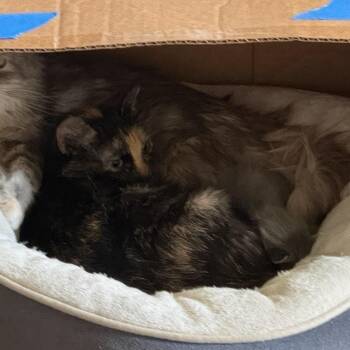 Domestic Short Hair Cats Available for Adoption in Branson, Missouri - Whisker Houston | PetCurious