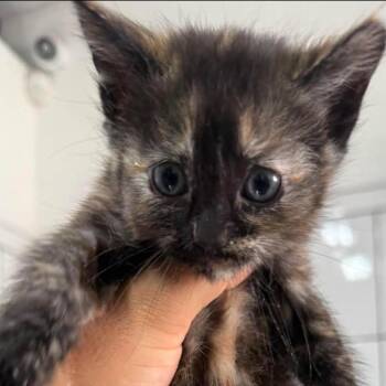 Bramble -  Domestic Short Hair Cat Available for Adoption in San Diego, California - Bramble | PetCurious