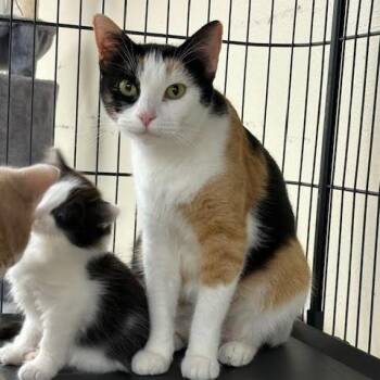 Rescue Calico Cats for Adoption in Centralia, Illinois - Montana | PetCurious