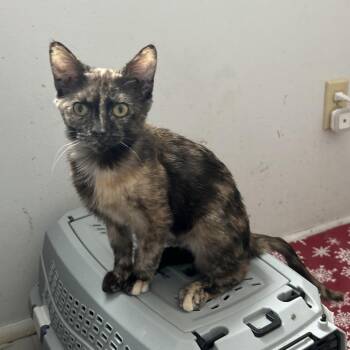 Domestic Short Hair Cats Available for Adoption - Kizmet - Torti | PetCurious