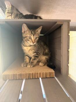 Seto -  Domestic Short Hair Cat for Adoption in Topeka, Kansas - Seto | PetCurious