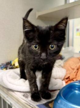 Domestic Short Hair Cats Available for Adoption in New Orleans, Louisiana - Lil J | PetCurious