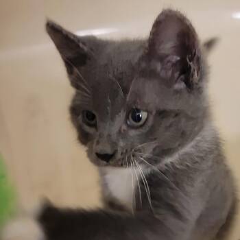 Bibby -  Domestic Short Hair Cat for Adoption in Titusville, Florida - Bibby | PetCurious