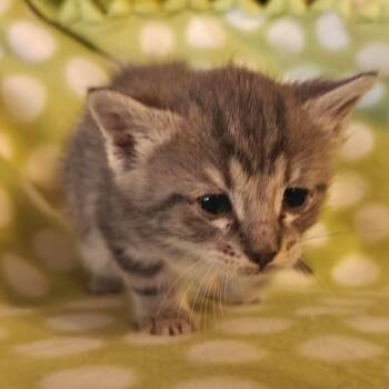 Wren C10891 -  Domestic Short Hair Cat for Adoption - Wren C10891 | PetCurious