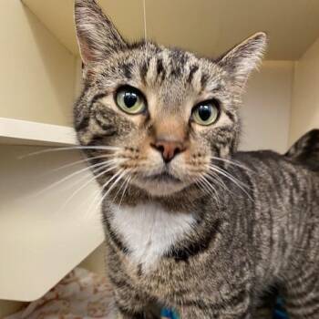 Leon -  Domestic Short Hair Cat for Adoption in Dayton, Ohio - Leon | PetCurious