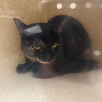 Abby Scuito -  Domestic Short Hair Cat for Adoption in Reno, Nevada - Abby Scuito | PetCurious