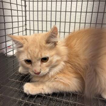 Raspberry -  Domestic Medium Hair Cat for Adoption in Salt Lake City, Utah - Raspberry | PetCurious
