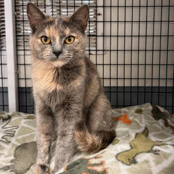 Domestic Short Hair Cats Available for Adoption in Trenton, New Jersey - Nikki | PetCurious