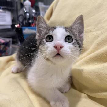 Buster Nielsen -  Domestic Short Hair Cat for Adoption in Lincoln, California - Buster Nielsen | PetCurious