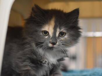 Wini -  Domestic Long Hair Cat for Adoption in Portland, Oregon - Wini | PetCurious