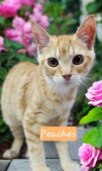 Rescue Domestic Short Hair Cats for Adoption in Jim Thorpe, Pennsylvania - Peaches | PetCurious
