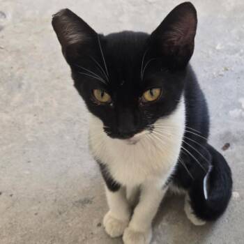 Rescue Domestic Short Hair Cats for Adoption in Los Angeles, California - Oreo | PetCurious