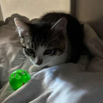 Domestic Short Hair Cats Available for Adoption in Quakertown, Pennsylvania - Smitty | PetCurious