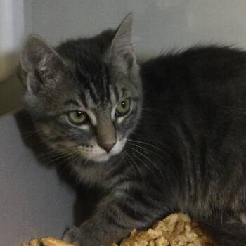 Thyme (pink collar) -  Domestic Short Hair Cat for Adoption in Redwood City, California - Thyme (pink Collar) | PetCurious