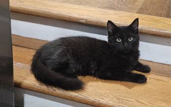 Rescue Domestic Medium Hair Cats for Adoption in Greensboro, North Carolina - Robbie | PetCurious