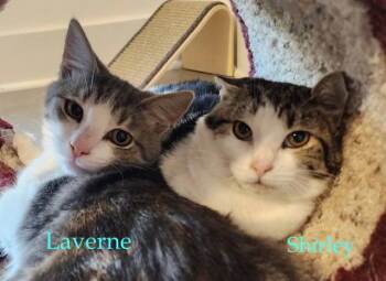 Rescue Domestic Medium Hair Cats for Adoption in Hillsboro, Oregon - 3 Best Friends - Laverne, Shirley And Squiggy | PetCurious