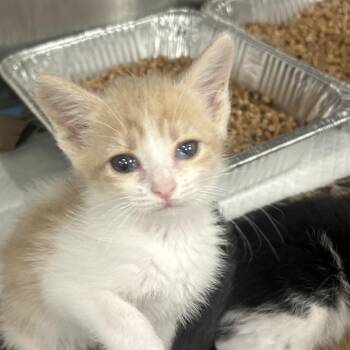 Applesauce -  Domestic Short Hair Cat for Adoption in Salt Lake City, Utah - Applesauce | PetCurious