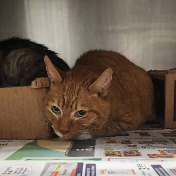 Domestic Short Hair Cats Available for Adoption - Olaf | PetCurious