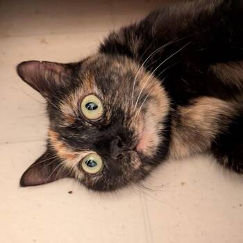 Jasmine -  Domestic Short Hair Cat Available for Adoption in Winchester, Virginia - Jasmine | PetCurious