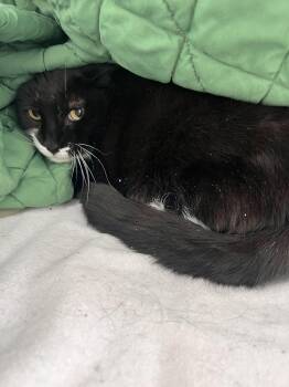 Domestic Short Hair Cats Available for Adoption in Albany, New York - Sneekers | PetCurious
