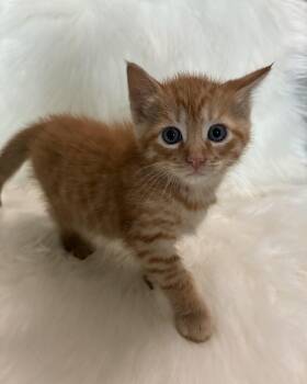 Domestic Short Hair Cats Available for Adoption in Columbia, Maryland - Jasper | PetCurious