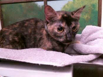 LISA BOO -  Domestic Short Hair Cat for Adoption in Houston, Texas - LISA BOO | PetCurious