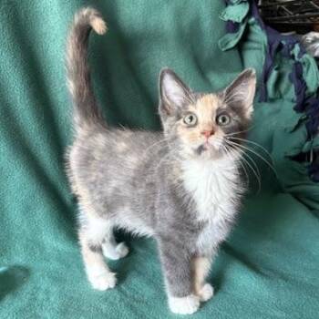 Sable -  Domestic Short Hair Cat for Adoption in Waterloo, Iowa - Sable | PetCurious