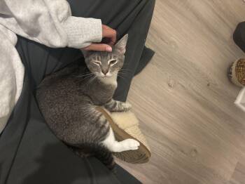 Porter -  Domestic Short Hair Cat for Adoption in Wilmington, North Carolina - Porter | PetCurious