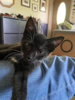 Monster -  Domestic Short Hair Cat for Adoption in Dayton, Ohio - Monster | PetCurious