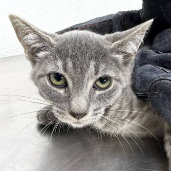 Praline -  Domestic Short Hair Cat for Adoption in New York, New York - Praline | PetCurious