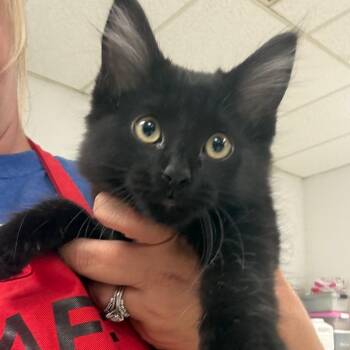 Ugg-C -  Domestic Medium Hair Cat for Adoption in East St. Louis, Illinois - Ugg-C | PetCurious