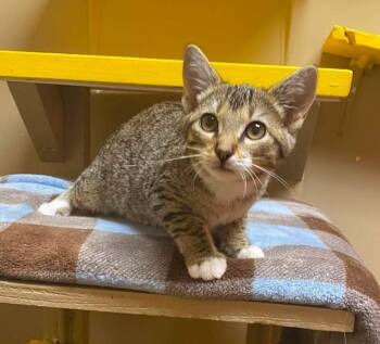 Charlotte La Duff -  Domestic Short Hair Cat for Adoption in Maryville, Missouri - Charlotte La Duff | PetCurious