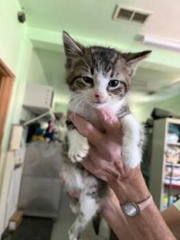 Forrest -  Domestic Short Hair and American Shorthair Cat for Adoption in Bedford, Indiana - Forrest | PetCurious