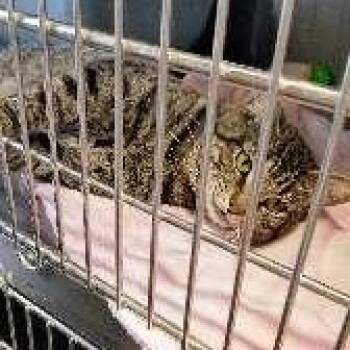 Domestic Short Hair Cats Available for Adoption in Seymour, Indiana - MAMOA | PetCurious